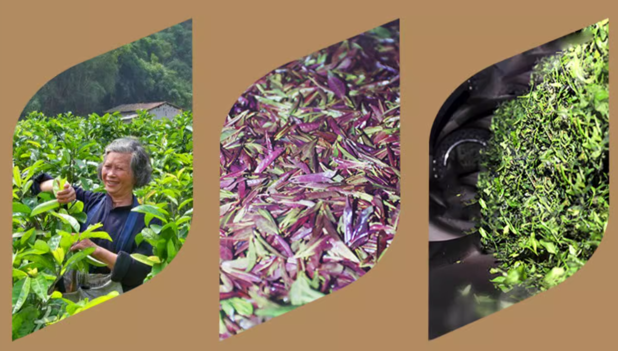 Hainan large leaf kuding tea special kuding original tender leaves herbal tea canned 100g Coconut fairy new tea - Hainan Specialty