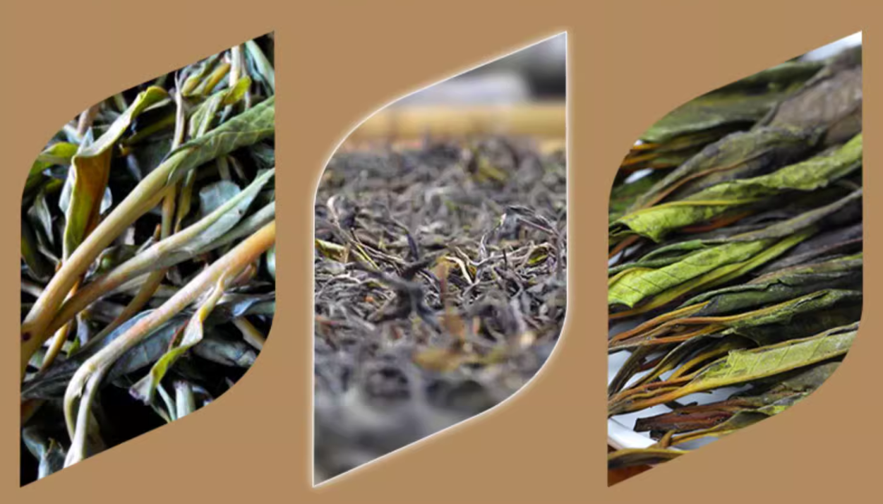Hainan large leaf kuding tea special kuding original tender leaves herbal tea canned 100g Coconut fairy new tea - Hainan Specialty