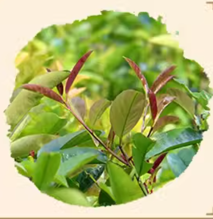 Hainan large leaf kuding tea special kuding original tender leaves herbal tea canned 100g Coconut fairy new tea - Hainan Specialty