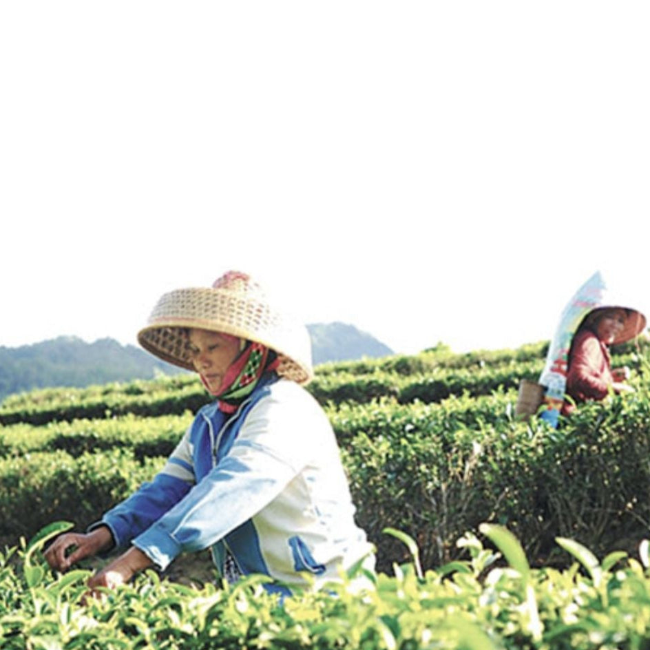 Lan Gui Ren Premium Oolong Tea - Authentic Tender Buds from Hainan Rich Aroma & Sweet Aftertaste - Hainan Specialty
