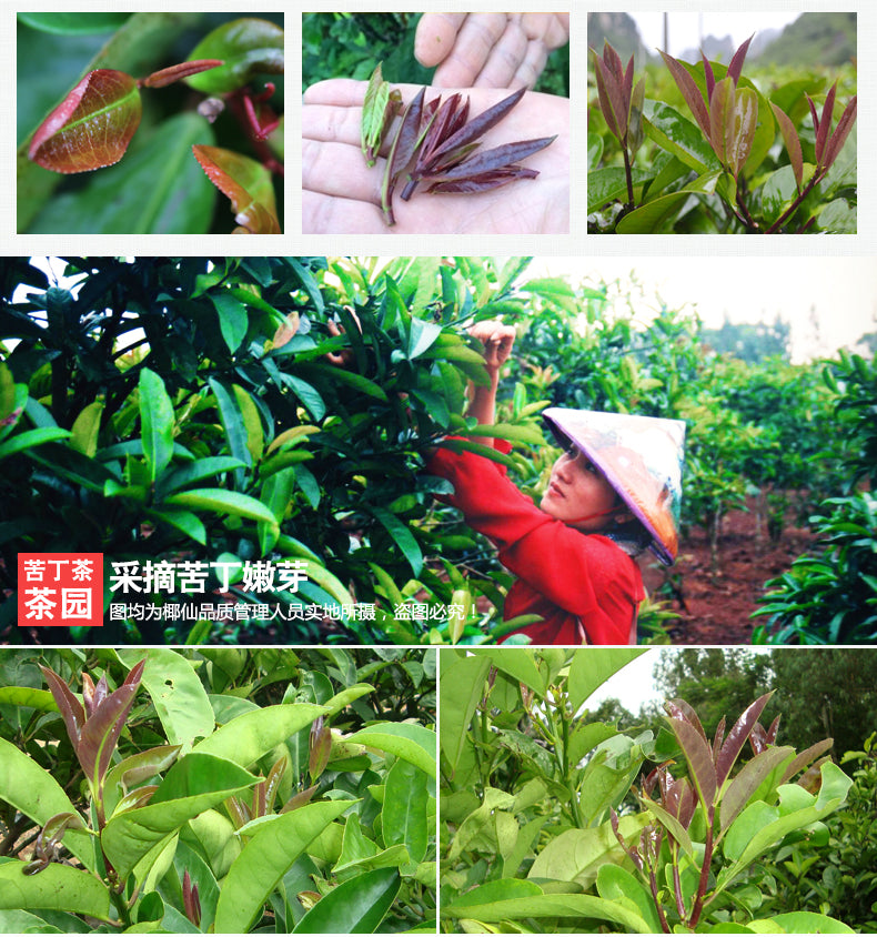 Coconut Fairy Chengmai Kuding Tea - Hainan Specialty