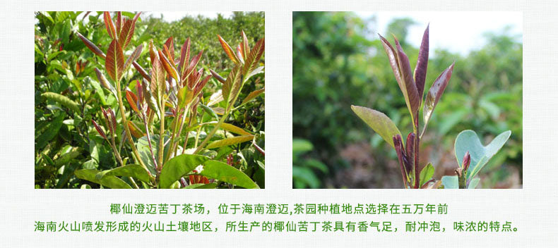 Coconut Fairy Chengmai Kuding Tea - Hainan Specialty