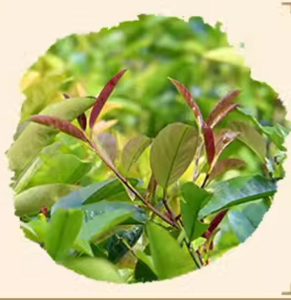 Hainan large leaf kuding tea special kuding original tender leaves herbal tea canned 100g Coconut fairy new tea