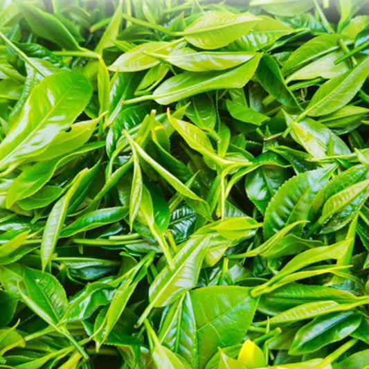 Man Xiang Five Finger Mountain Black Tea - Premium Hainan Large-Leaf Gongfu Black Tea, Rich & Aromatic (100g Gift Box) - Hainan Specialty